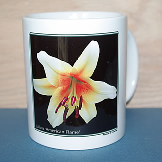 mug DS-087 Lilium American Flame 6634.psd